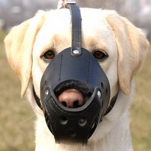 Намордник из кожи для лабрадора «Trained dog»